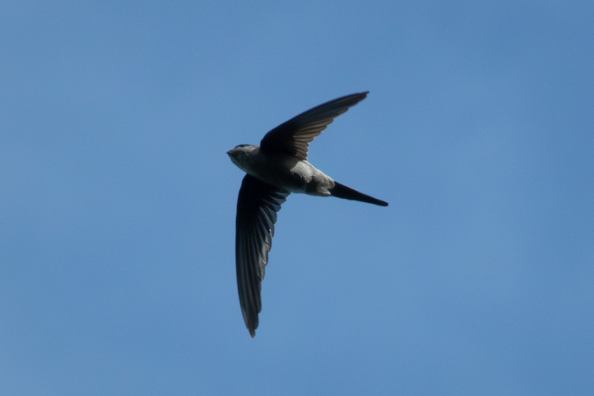 Asian Palm Swift - ML645931421