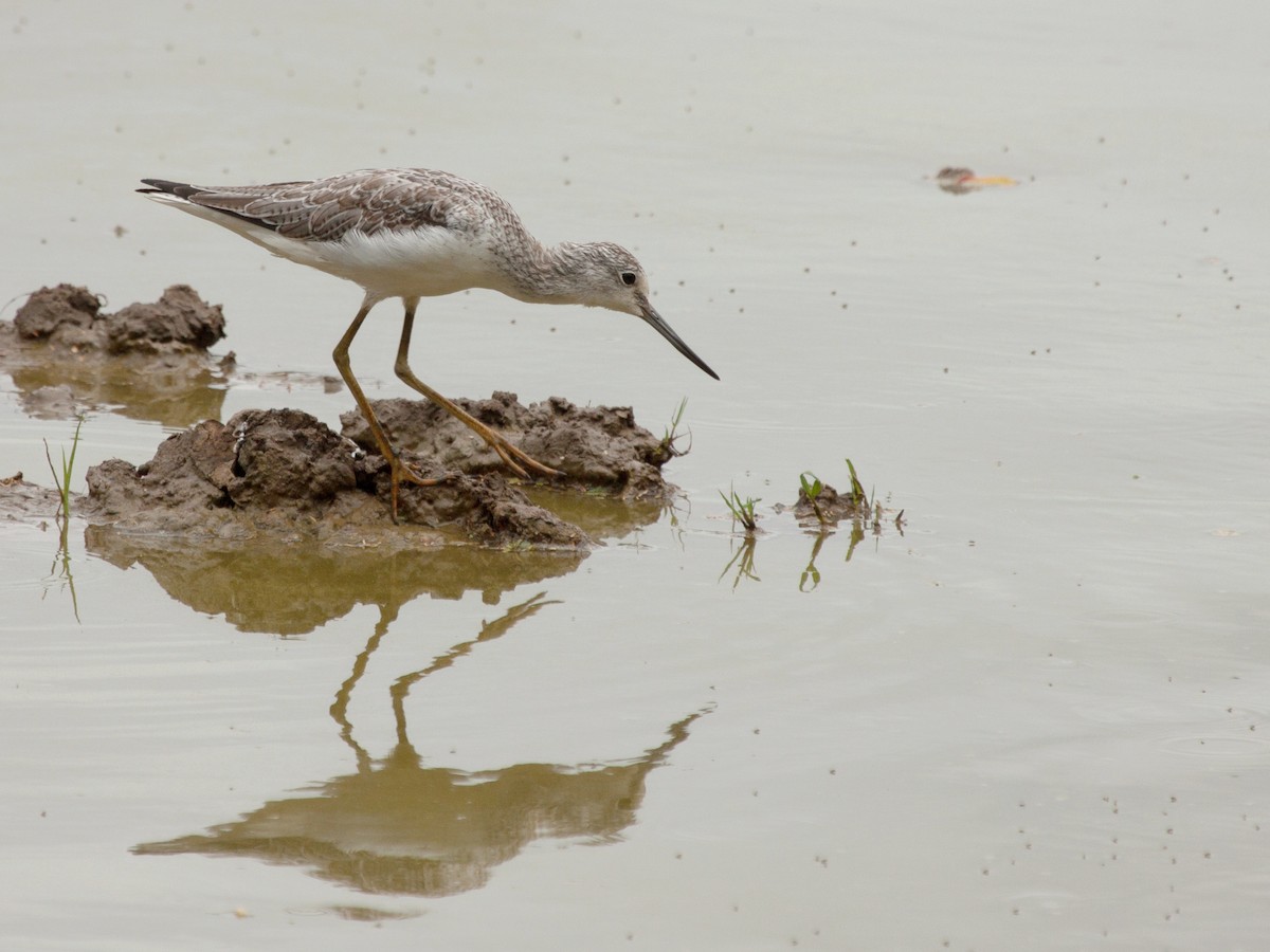 Common Greenshank - ML645931422