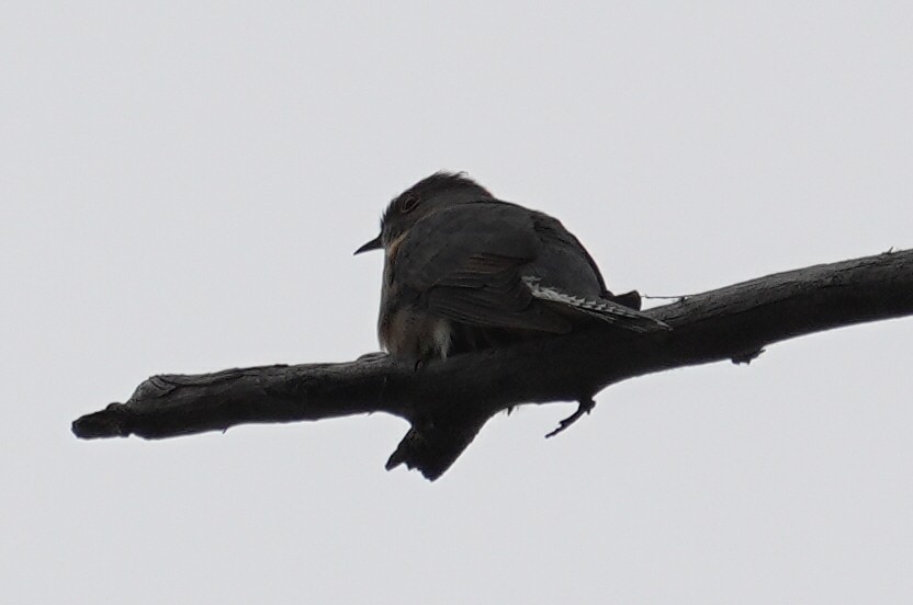 Fan-tailed Cuckoo - ML645931424