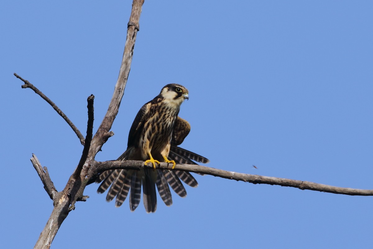 Eurasian Hobby - ML645931427