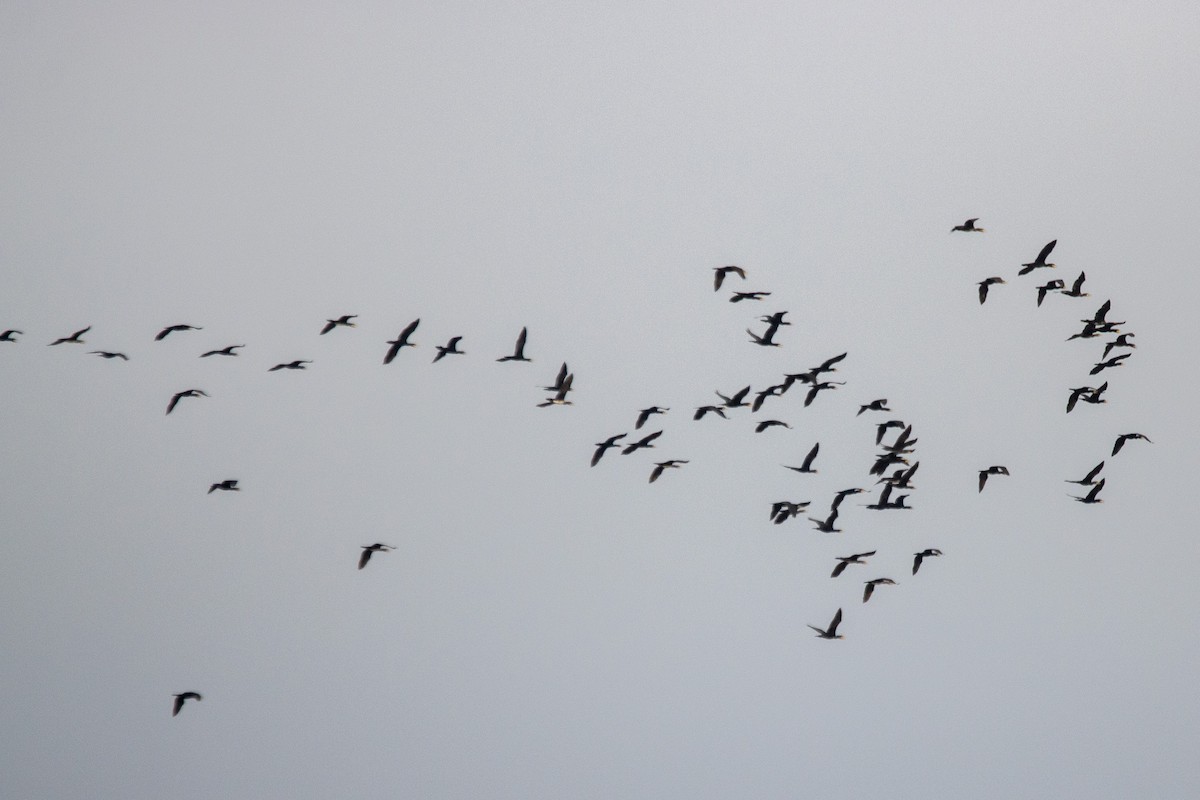 Great Cormorant - ML645931436