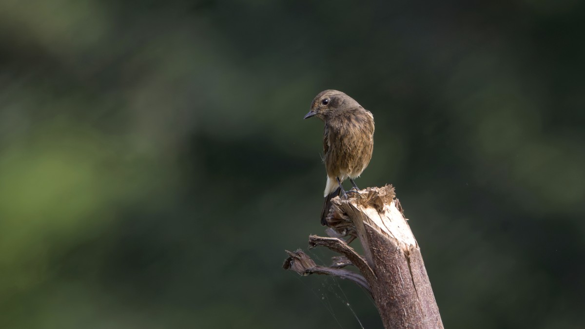 Pied Bushchat - ML645931437