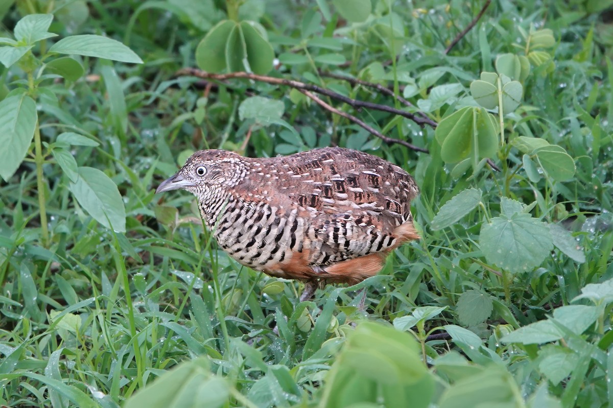 Barred Buttonquail - ML645931438