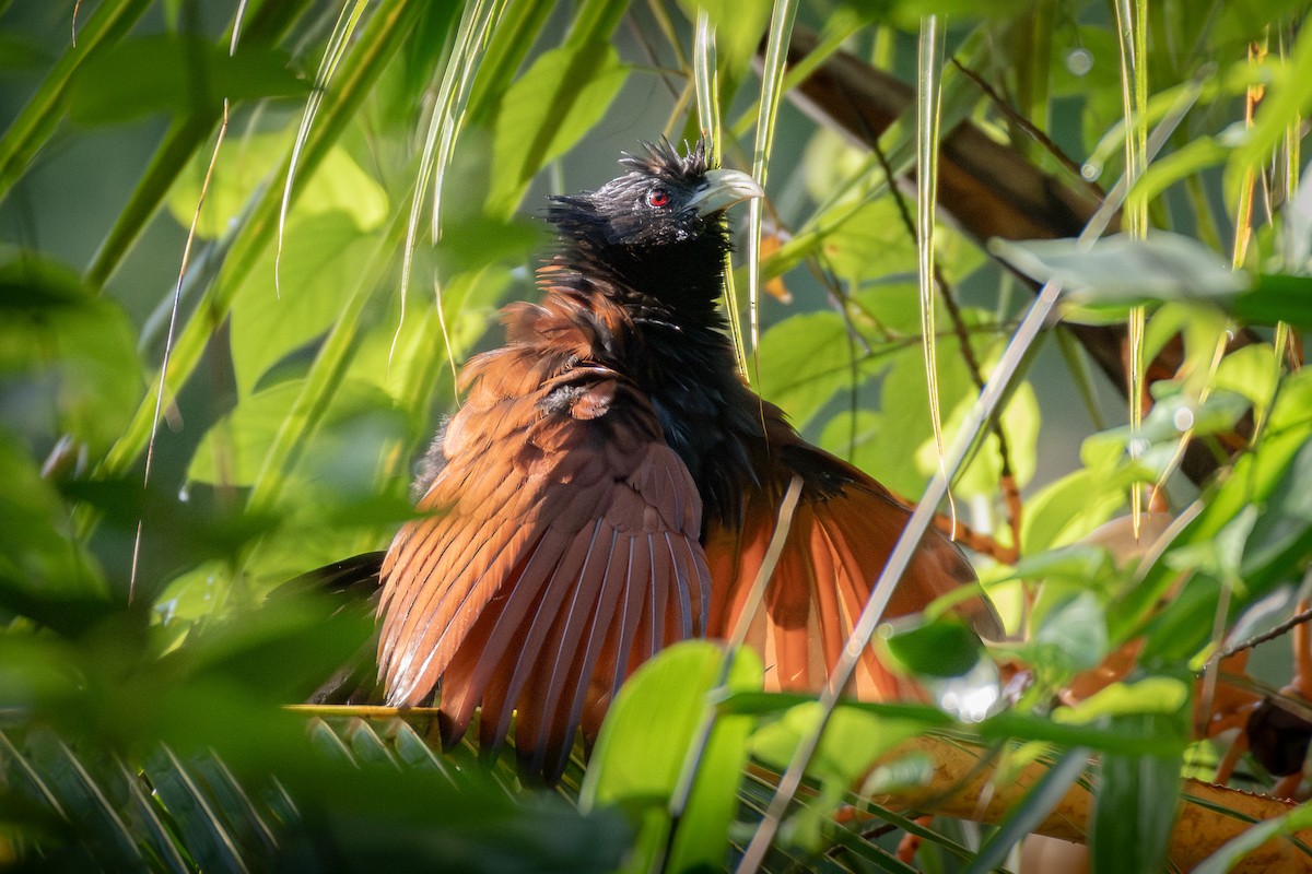Green-billed Coucal - ML645931439