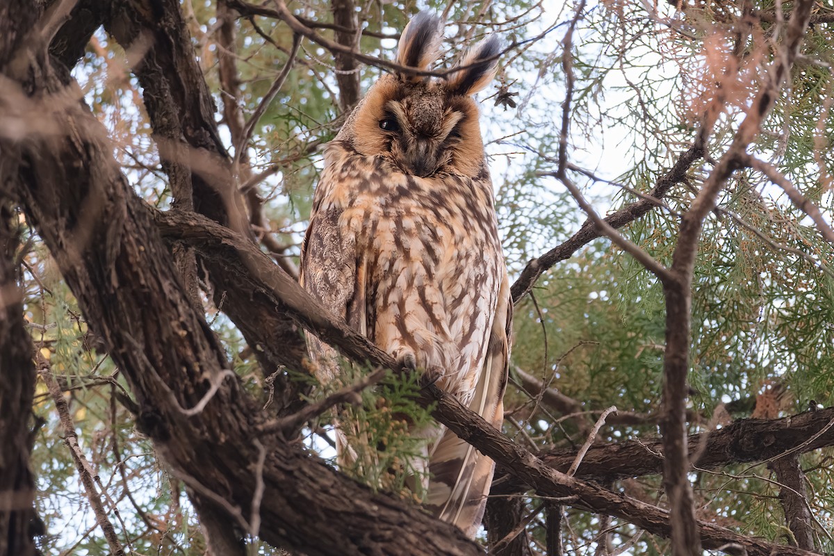 Long-eared Owl - ML645931441