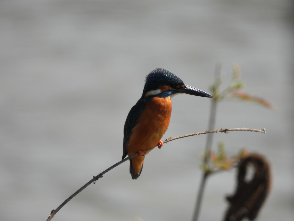 Common Kingfisher - ML645931442