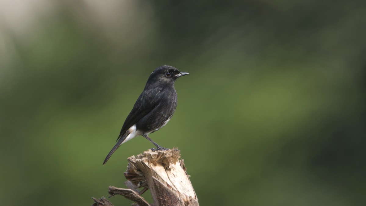 Pied Bushchat - ML645931443