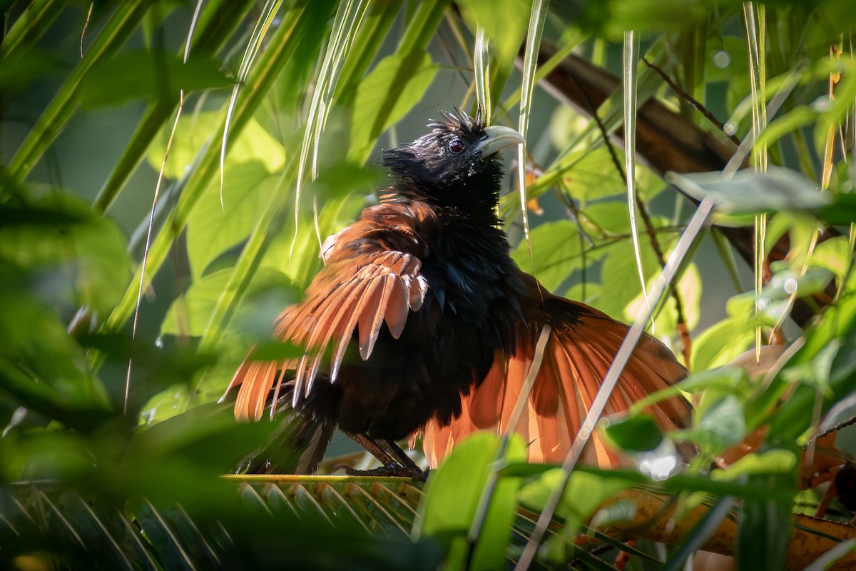 Green-billed Coucal - ML645931444