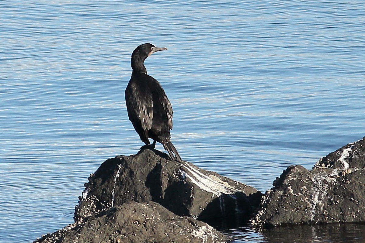 Brandt's Cormorant - ML645931447