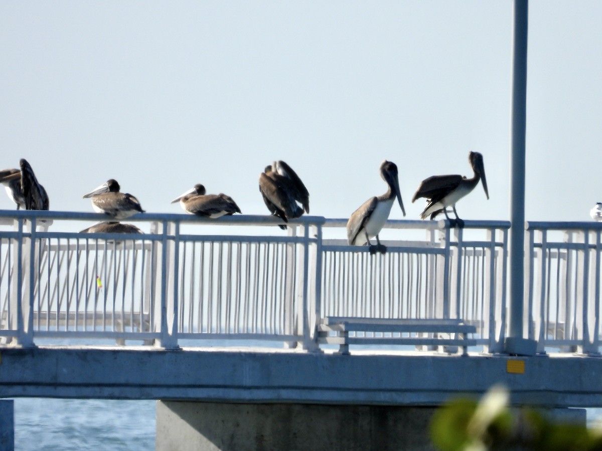 Brown Pelican - ML645931449