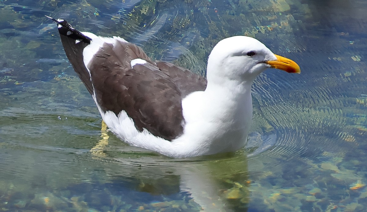 Kelp Gull (dominicanus) - ML645931450