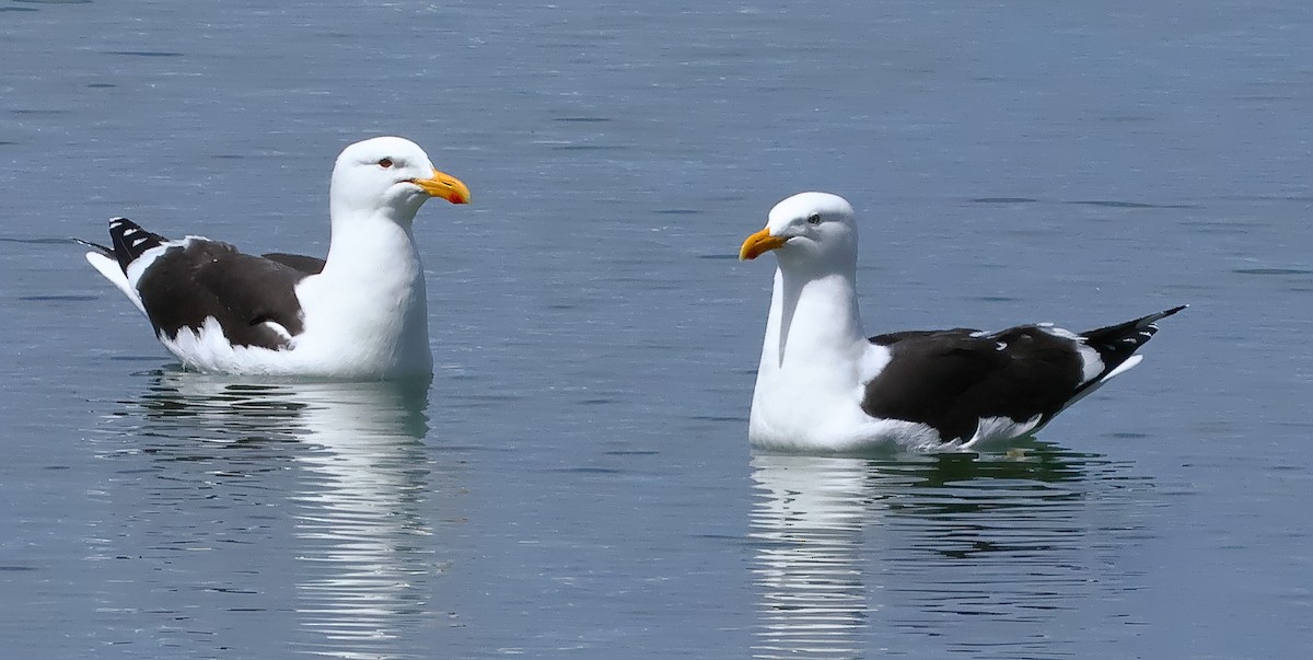 Kelp Gull (dominicanus) - ML645931451