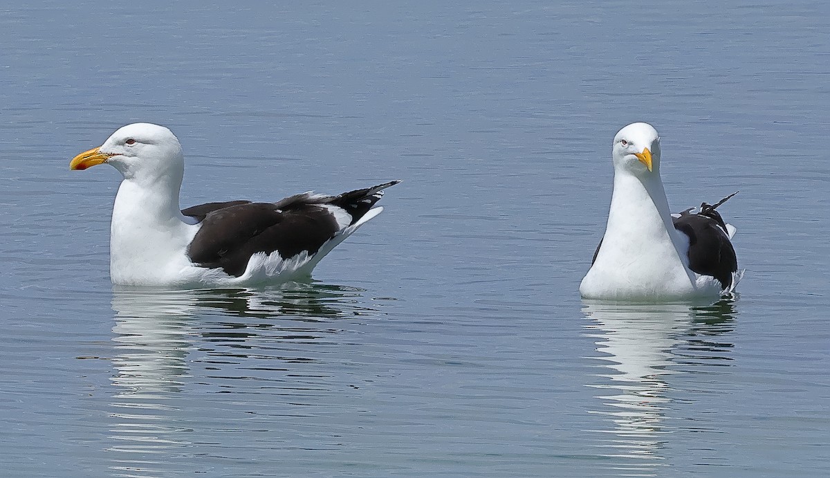 Kelp Gull (dominicanus) - ML645931452