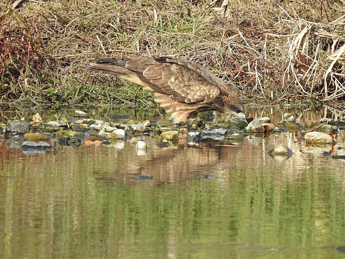 Black Kite - ML645931453
