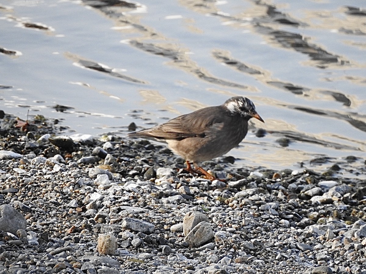 灰椋鳥 - ML645931455