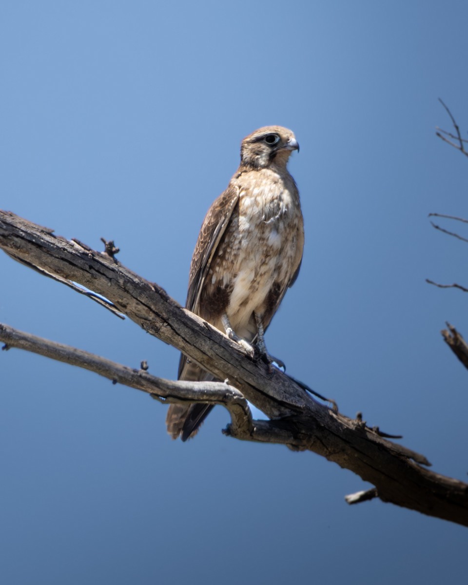 Brown Falcon - ML645931456