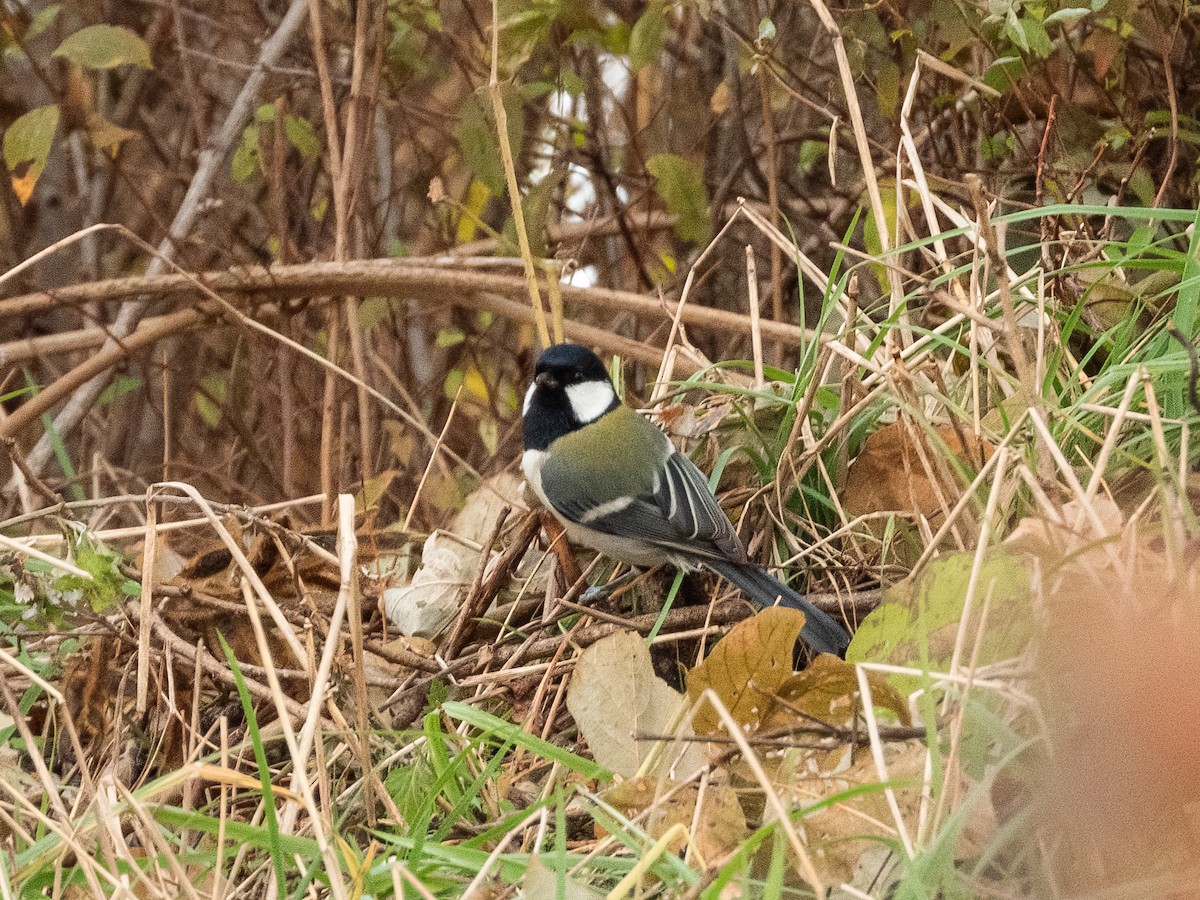 白頰山雀 - ML645931457