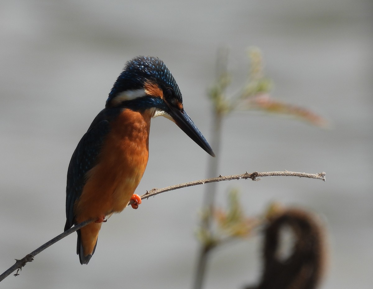 翠鳥 - ML645931458