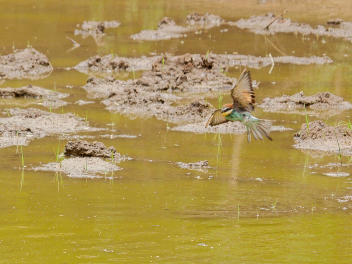 European Bee-eater - ML645931459
