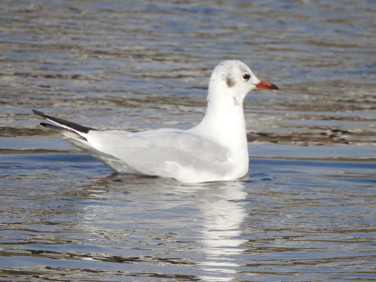 紅嘴鷗 - ML645931460