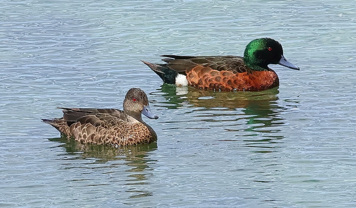 Chestnut Teal - ML645931461