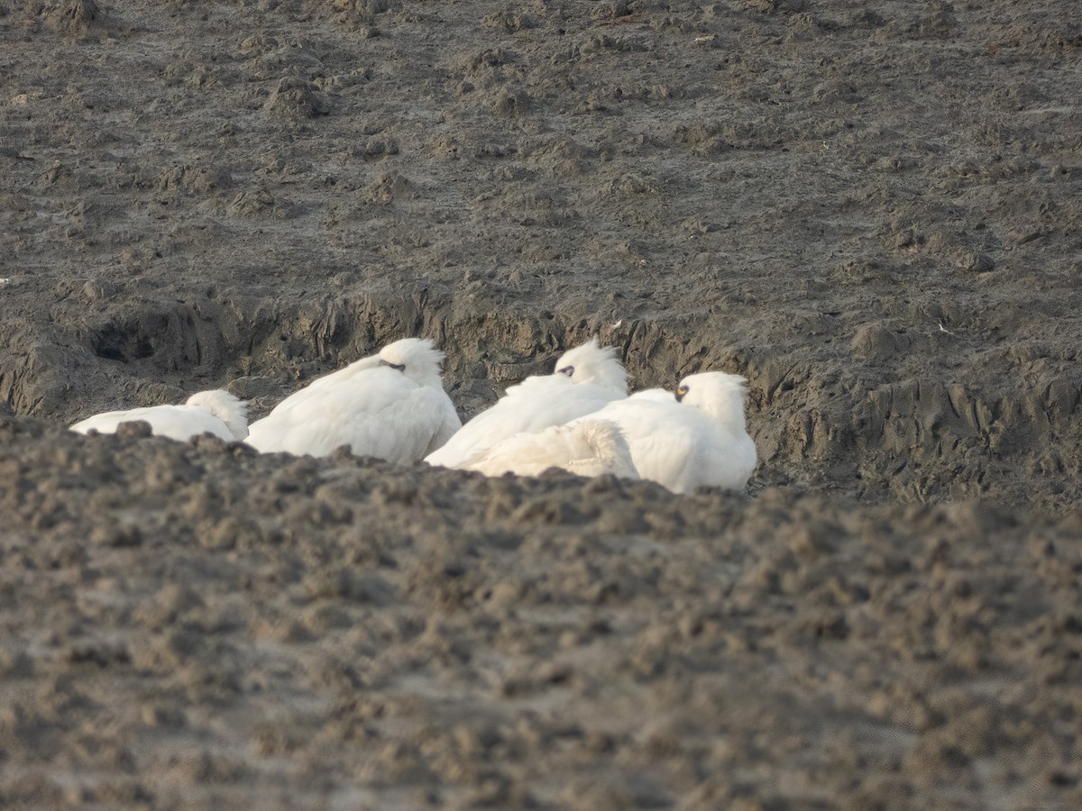 黑面琵鷺 - ML645931462