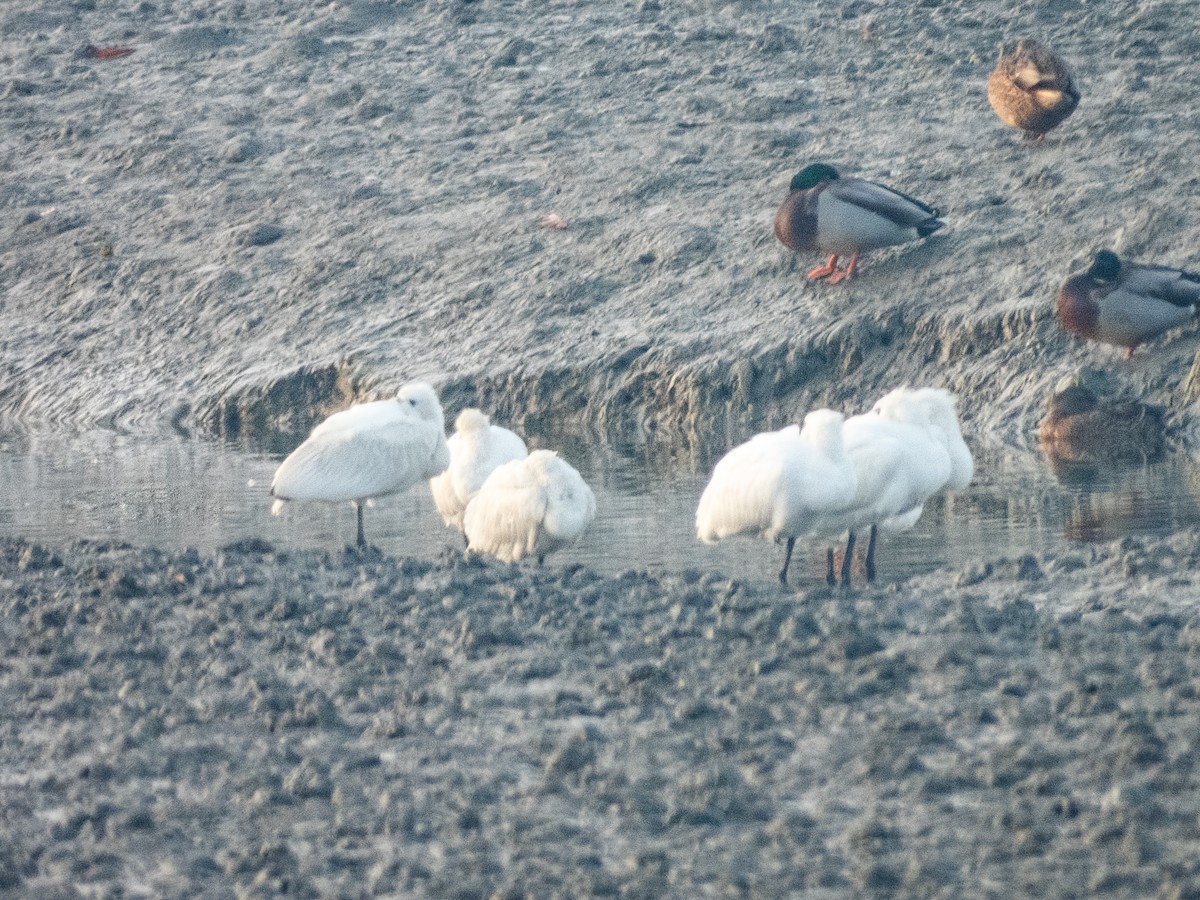 黑面琵鷺 - ML645931463