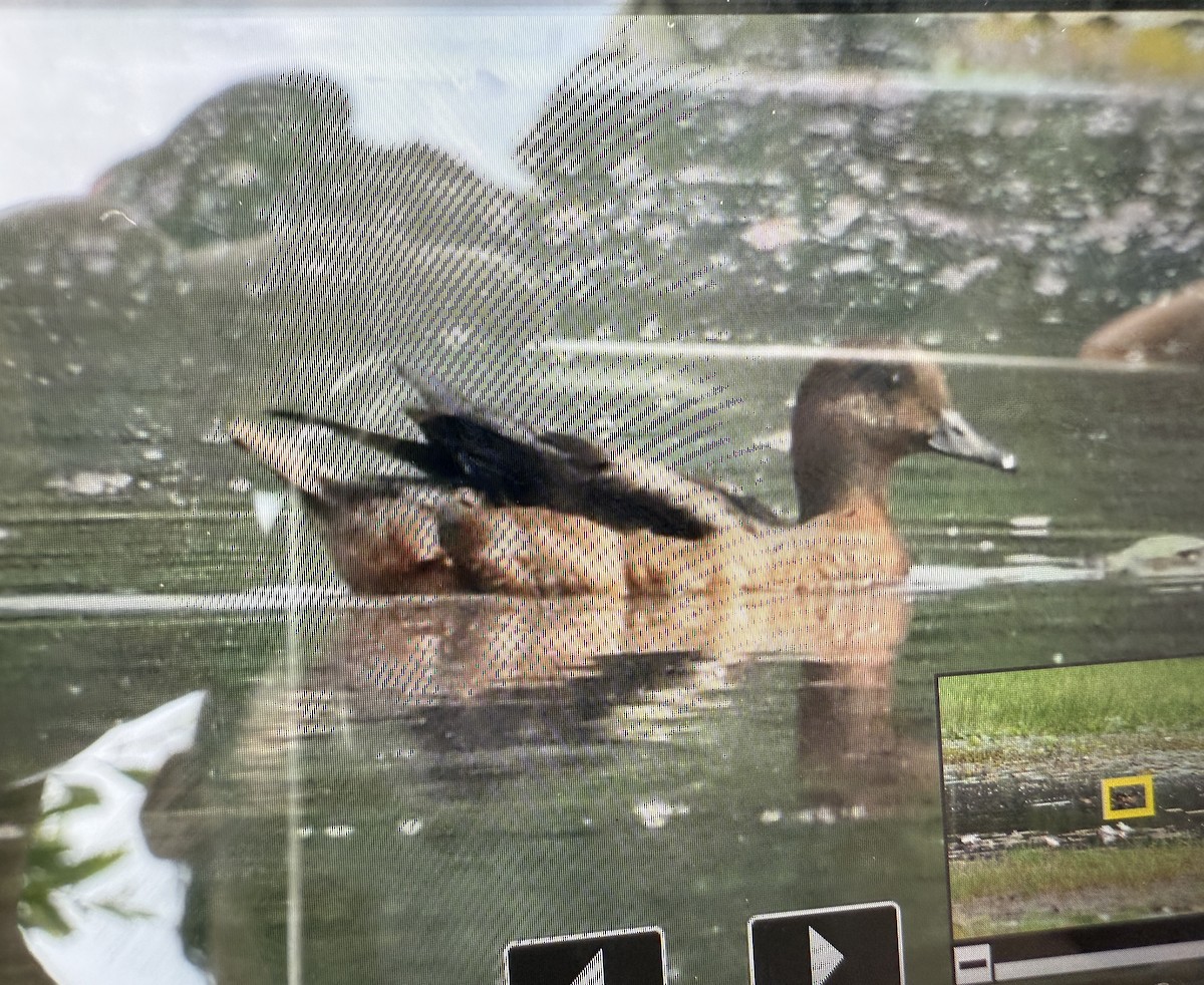 赤頸鴨 - ML645931464