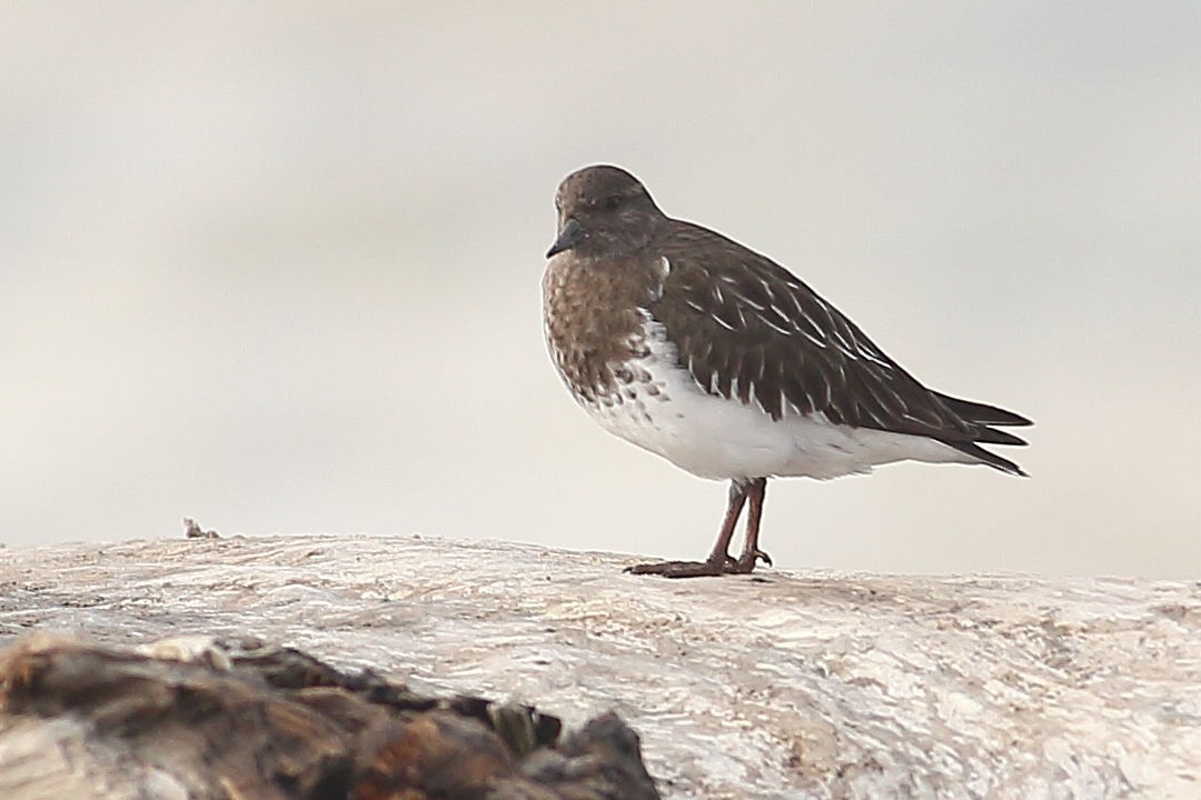 Black Turnstone - ML645931465