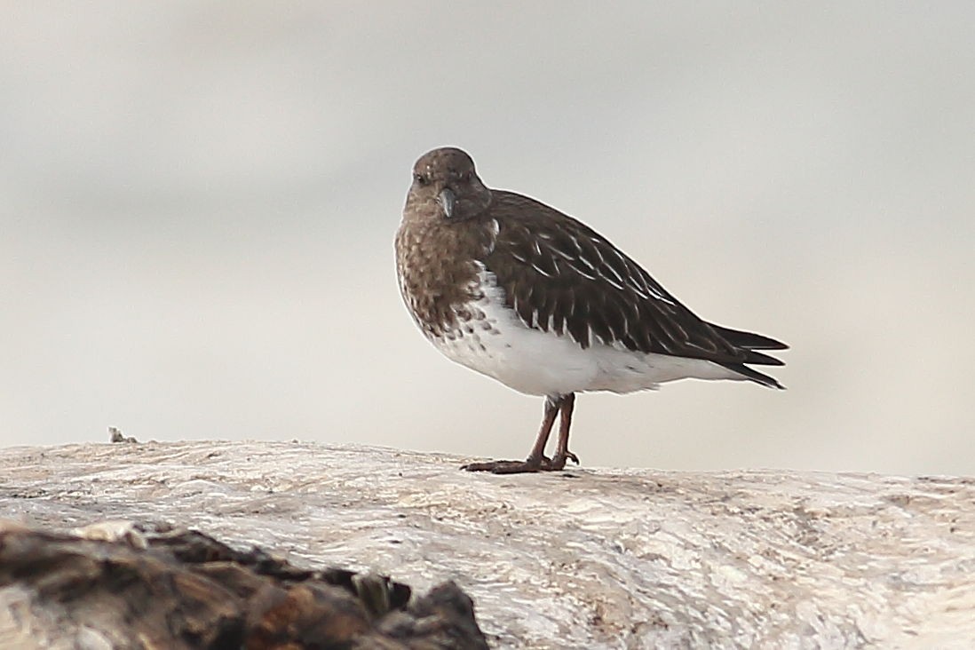 Black Turnstone - ML645931466