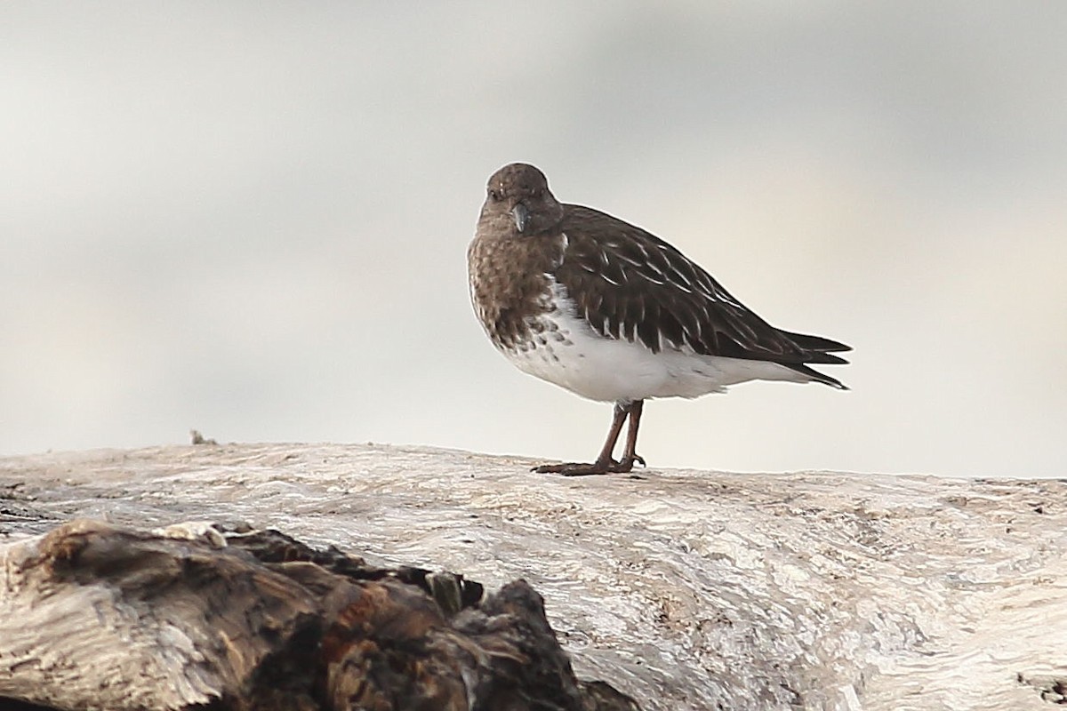 Black Turnstone - ML645931467