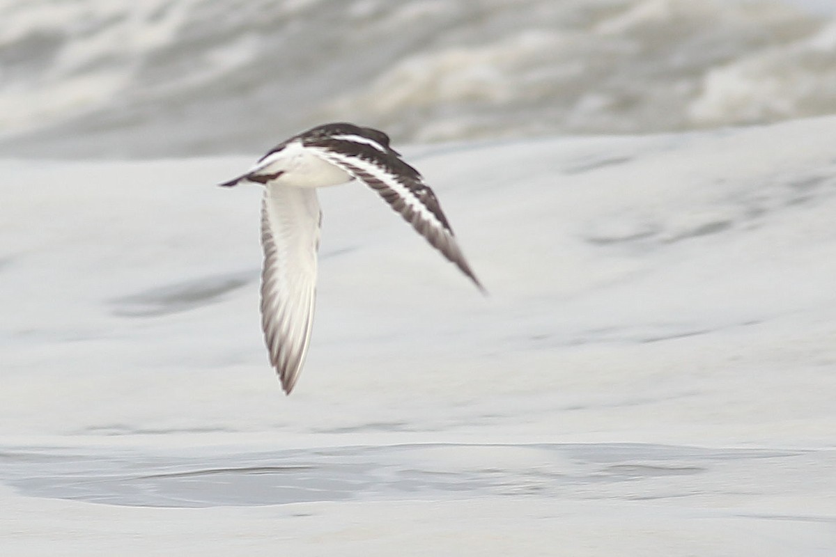 Black Turnstone - ML645931468