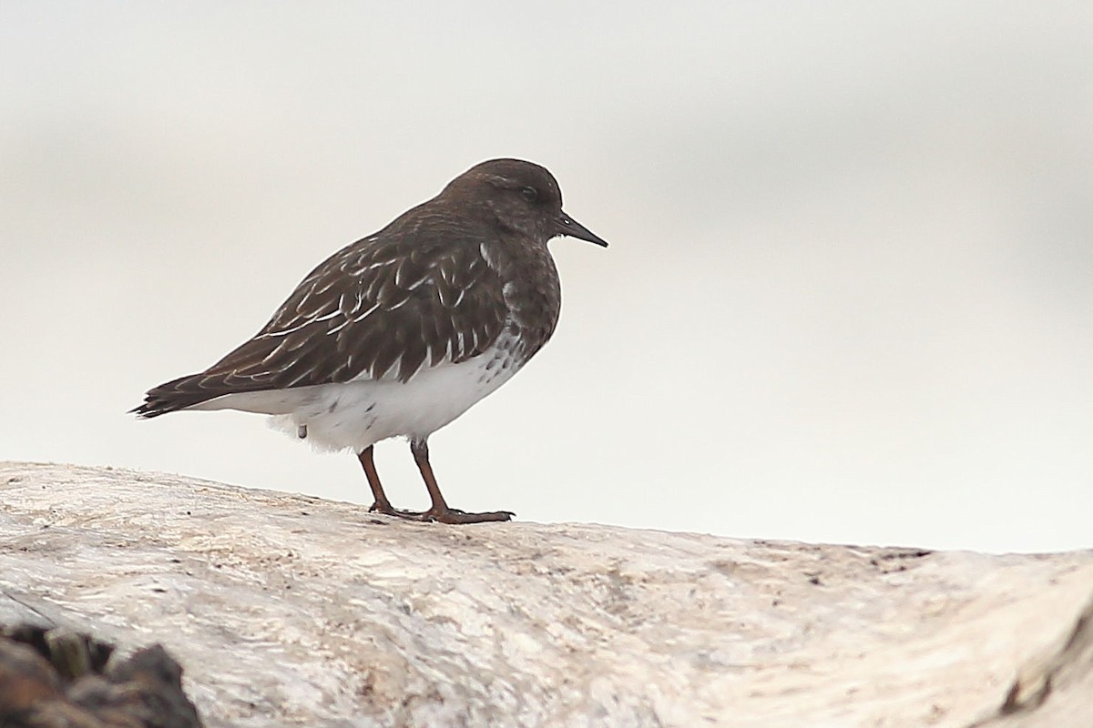 Black Turnstone - ML645931469