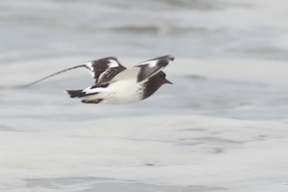 Black Turnstone - ML645931470