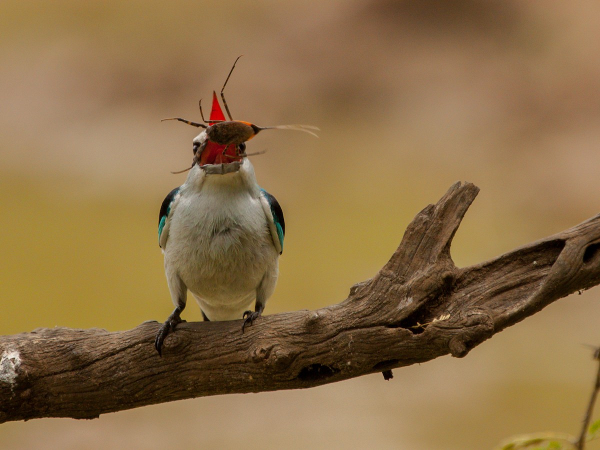 Woodland Kingfisher - ML645931471
