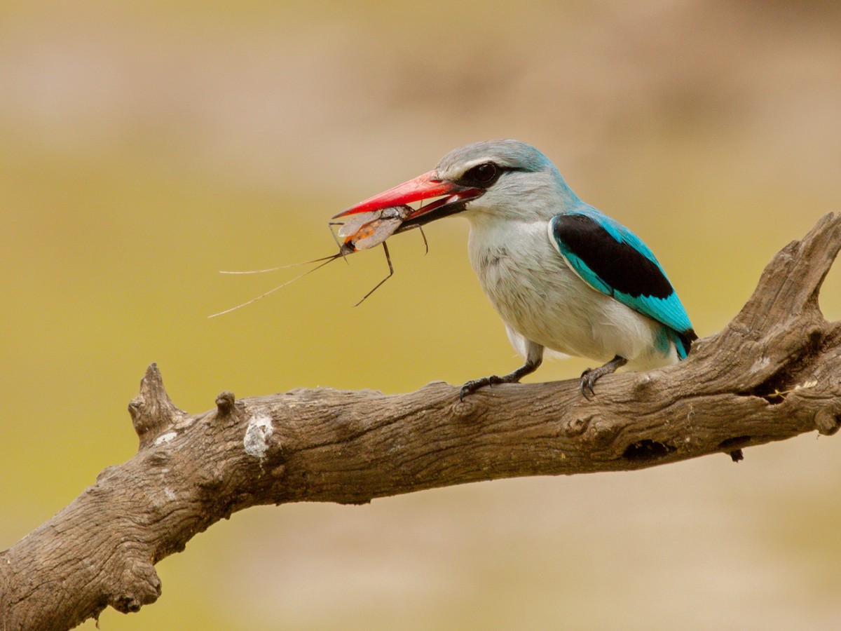 Woodland Kingfisher - ML645931472