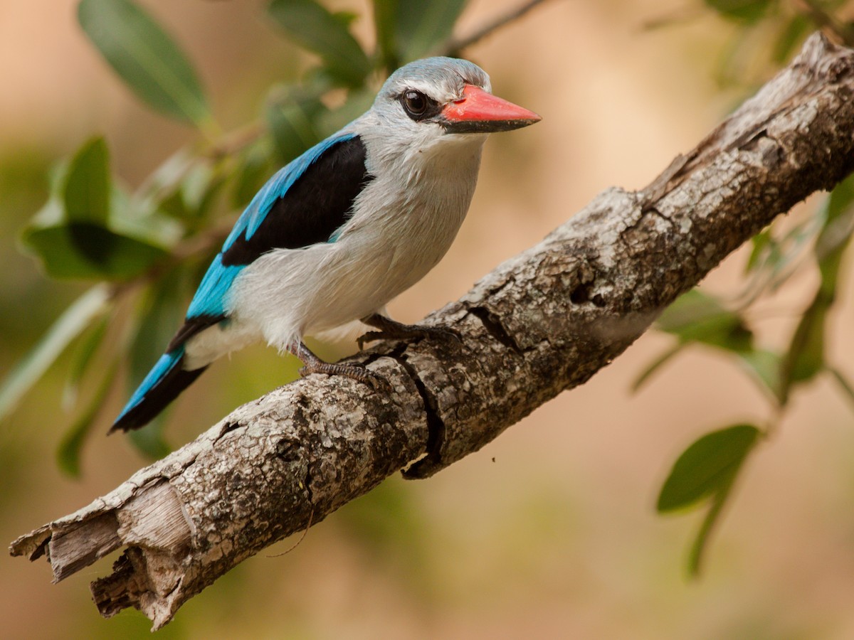 Woodland Kingfisher - ML645931473