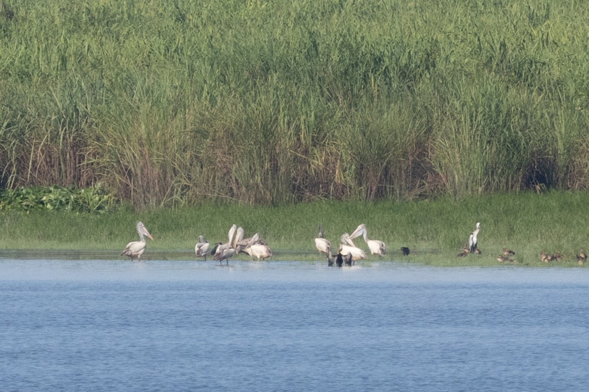 Spot-billed Pelican - ML645931474