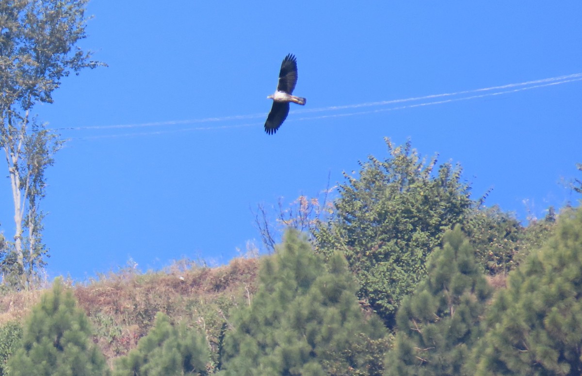 白腹鵰 - ML645931478