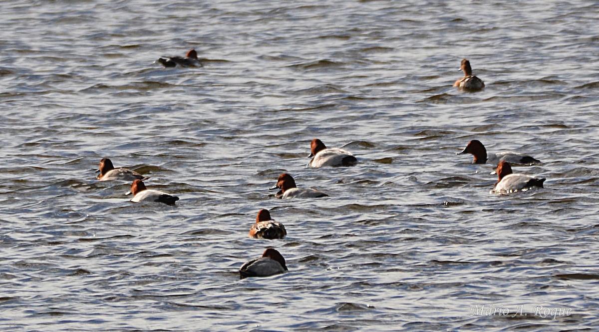 紅頭潛鴨 - ML645931480