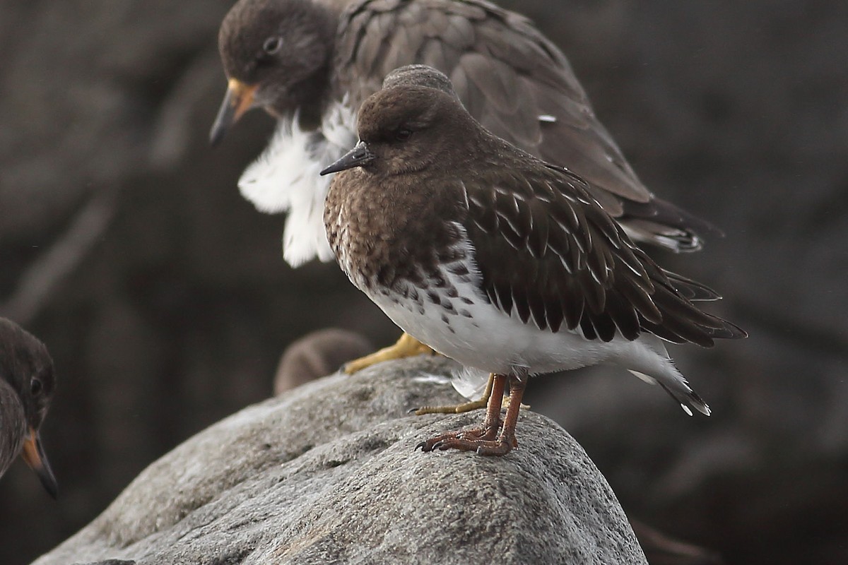 Black Turnstone - ML645931481