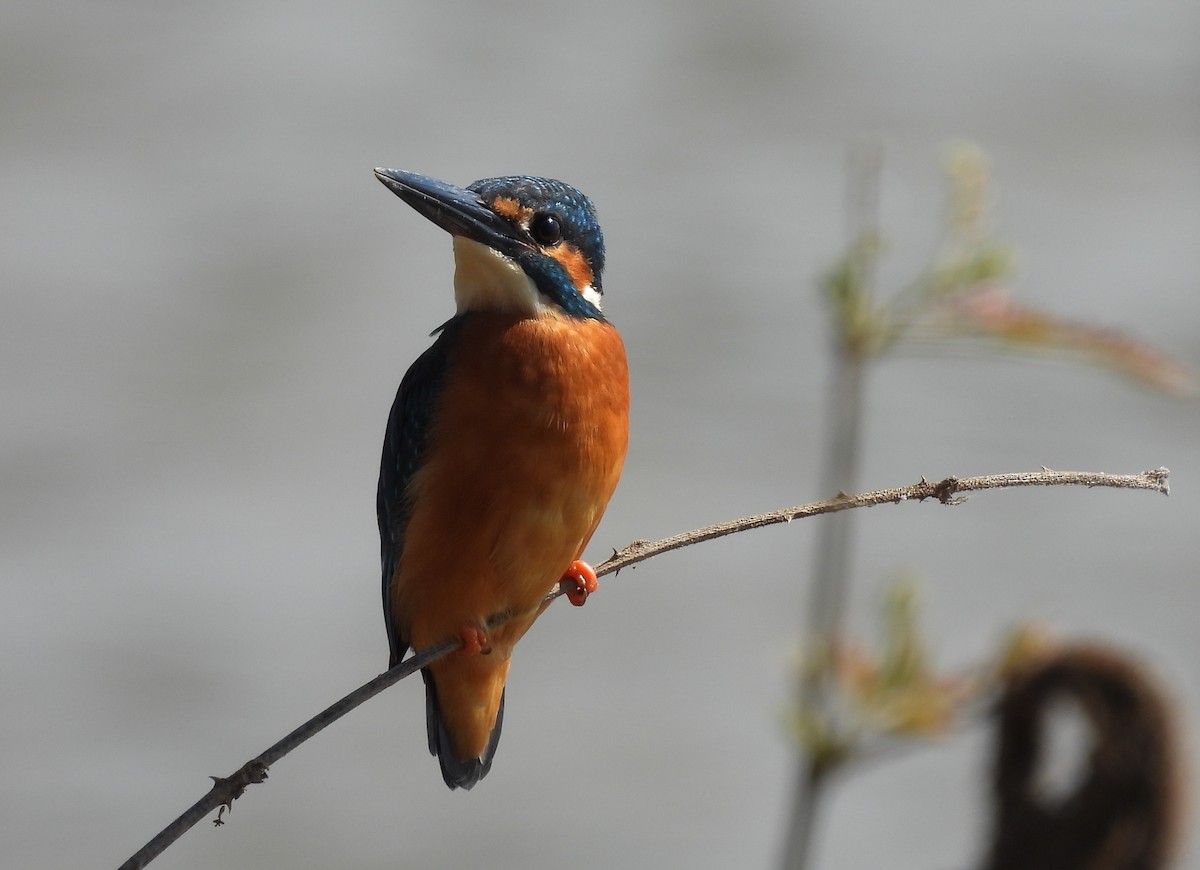 翠鳥 - ML645931482