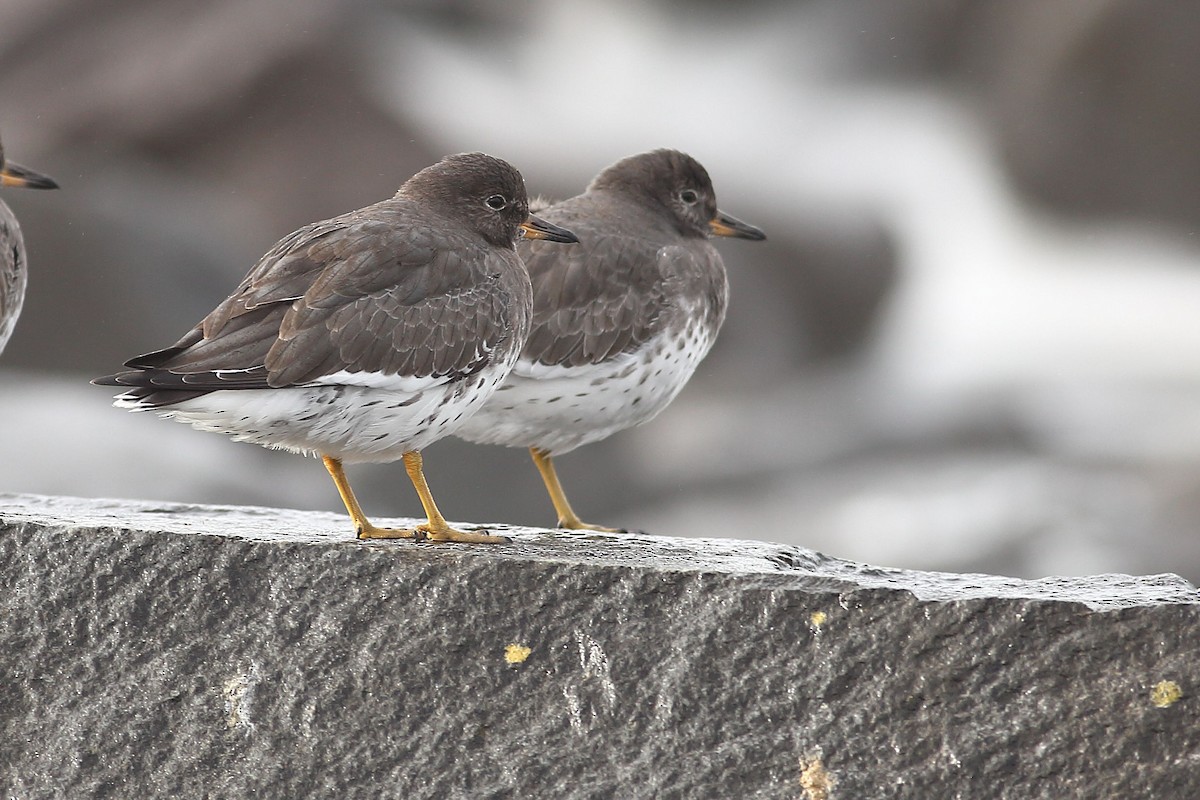 Surfbird - ML645931484