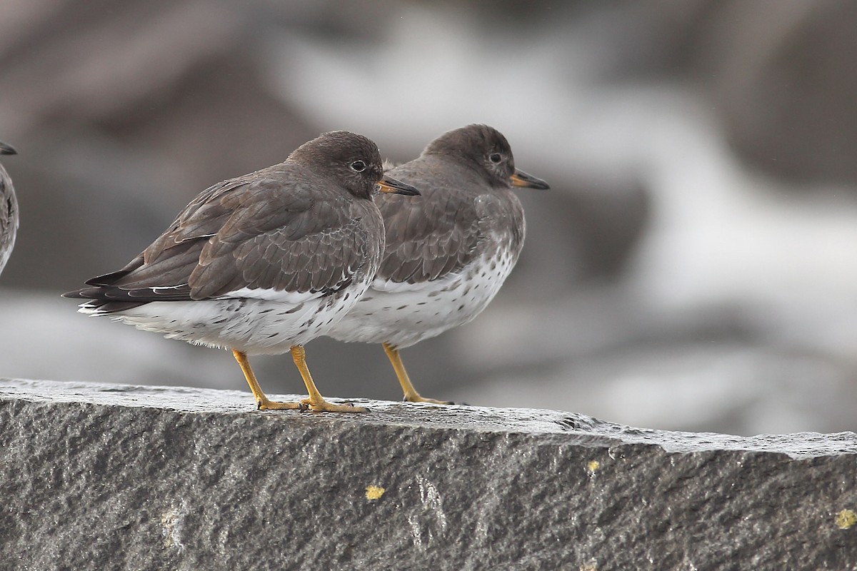 Surfbird - ML645931485