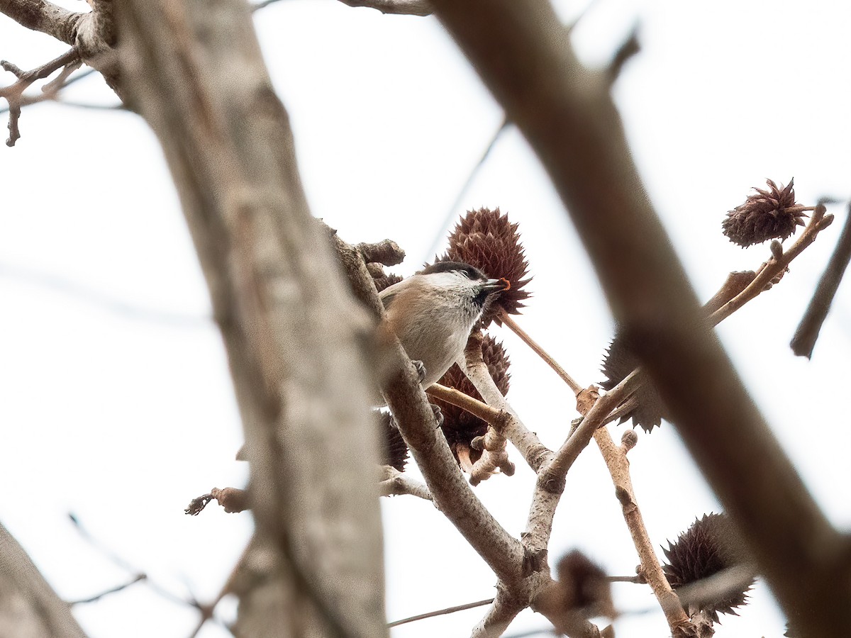 løvmeis - ML645931486