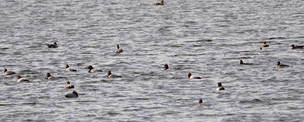 taffeland - ML645931487