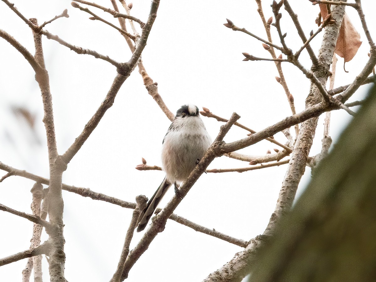 stjertmeis - ML645931488