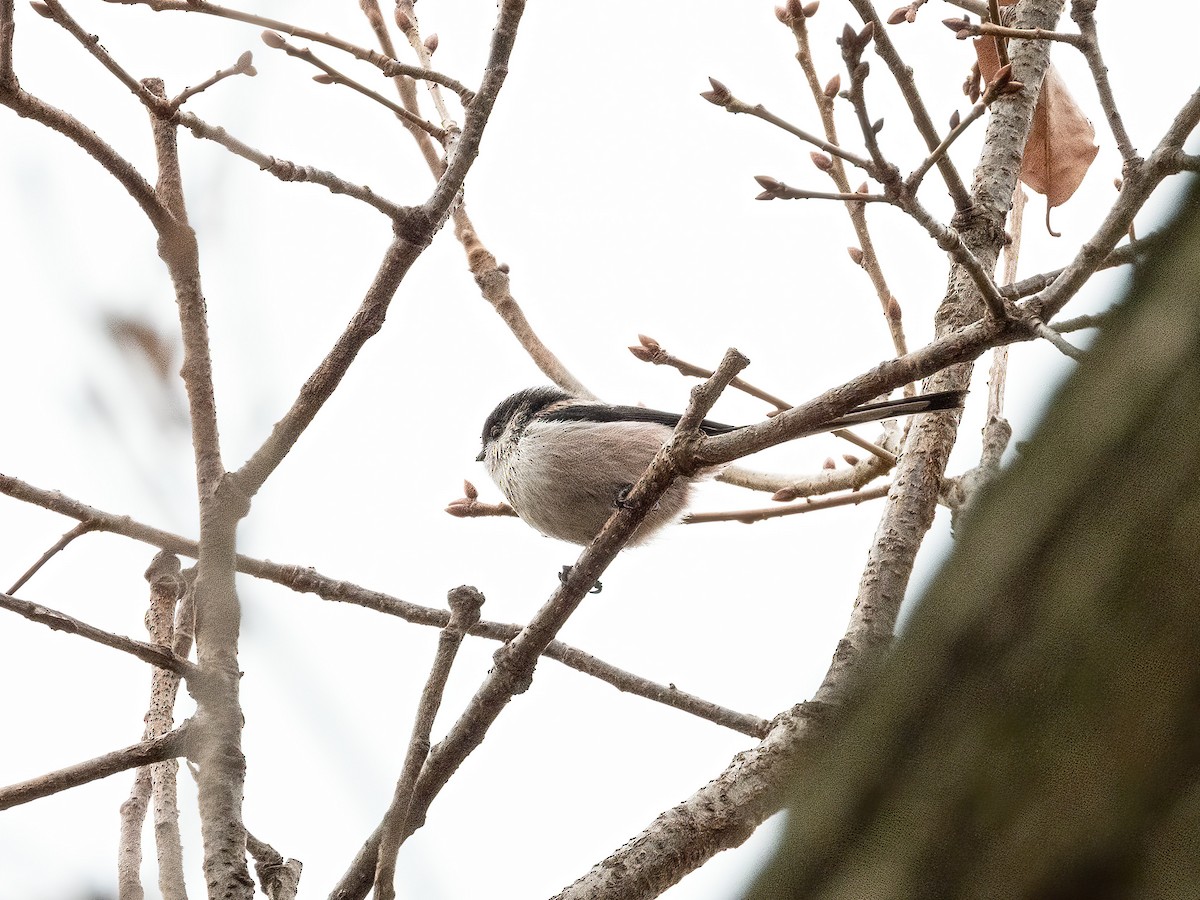 stjertmeis - ML645931489