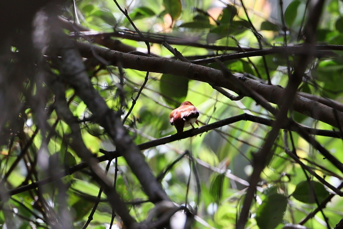 gasserisfugl - ML645931490