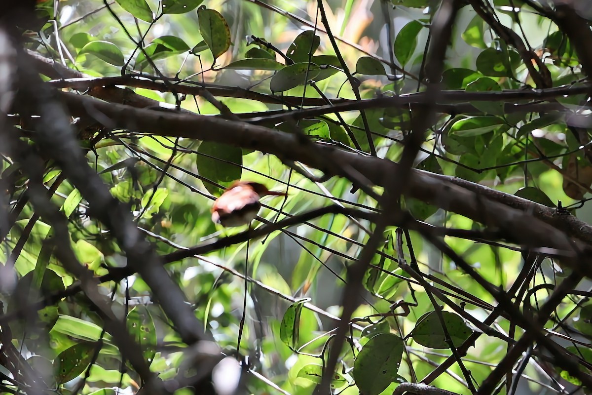 gasserisfugl - ML645931491